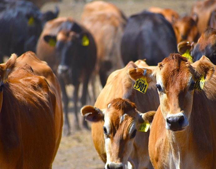 revealed:-how-the-meat-industry-uses-environmental-groups-to-make-beef-seem-climate-friendly