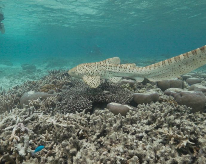 saving-endangered-leopard-sharks-in-indonesia’s-raja-ampat-archipelago