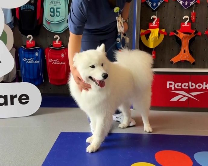 shanghai-launches-china’s-first-fitness-centre-for-dogs