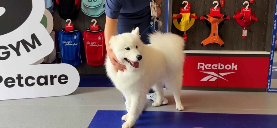 shanghai-launches-china’s-first-fitness-centre-for-dogs