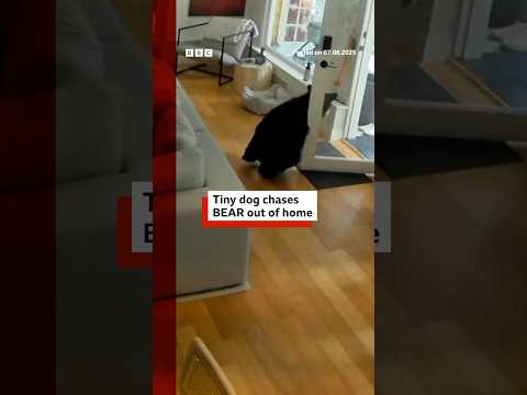 small-dog-chases-bear-from-vancouver-home.-#pomeranian-#canada-#bbcnews