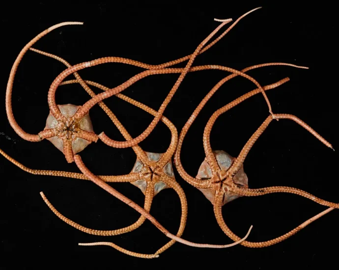dna-from-the-deep-reveals-a-hidden-ocean-“superhighway”