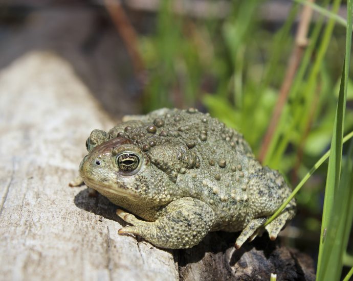 public-lands-and-wildlife-turn-to-stopgap-solutions