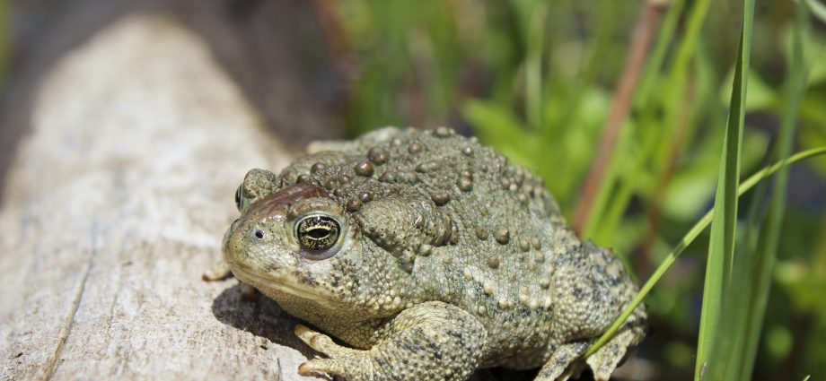 public-lands-and-wildlife-turn-to-stopgap-solutions