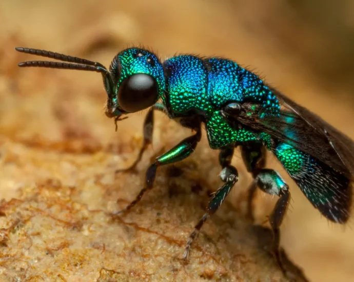 nature’s-anti-aging-hack?-jewel-wasp-larvae-slow-their-biological-clock