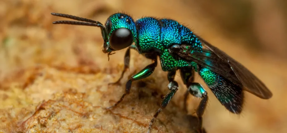 nature’s-anti-aging-hack?-jewel-wasp-larvae-slow-their-biological-clock