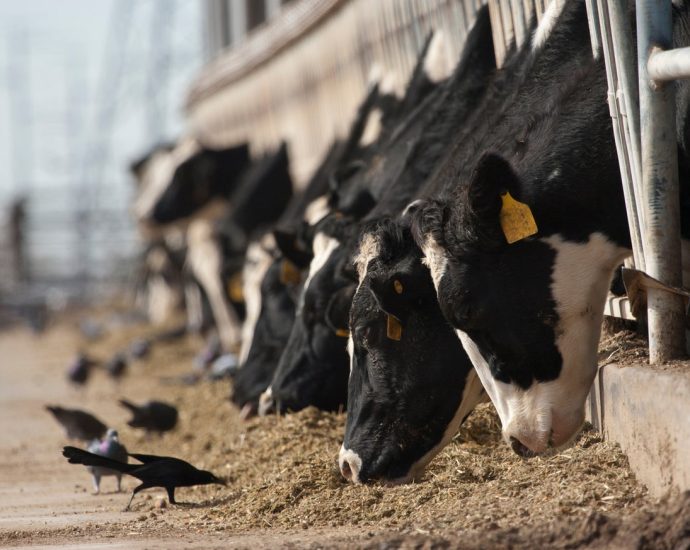 Bird Flu Could Be Spreading through the Air on Dairy Farms, Preliminary Study Shows