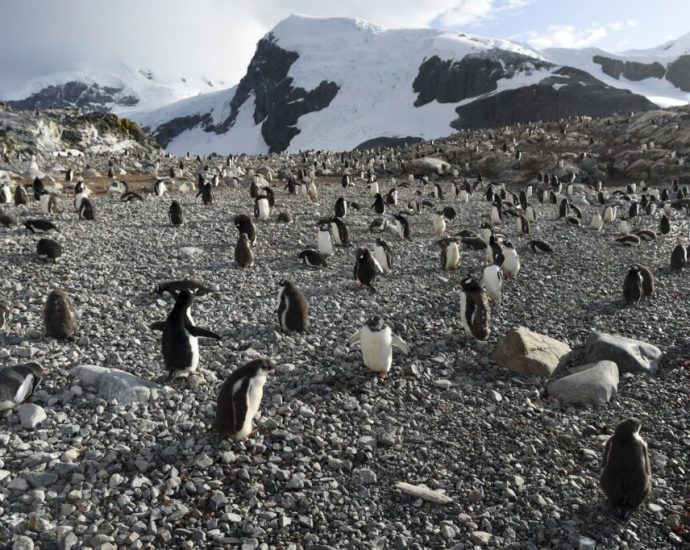 record-krill-catch-prompts-early-end-to-fishing-season-in-antarctica-and-growing-calls-to-protect-its-fragile-ecosystems