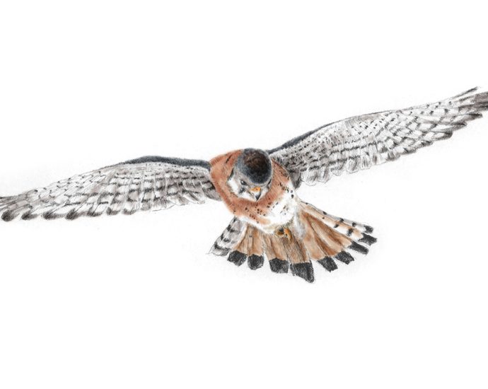 get-to-know-the-american-kestrel