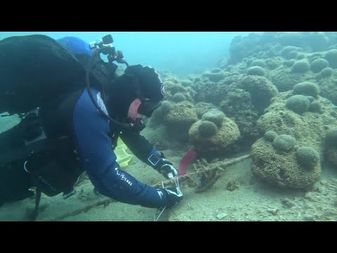 rising-temperatures-threaten-croatia’s-largest-coral-reef-|-reuters