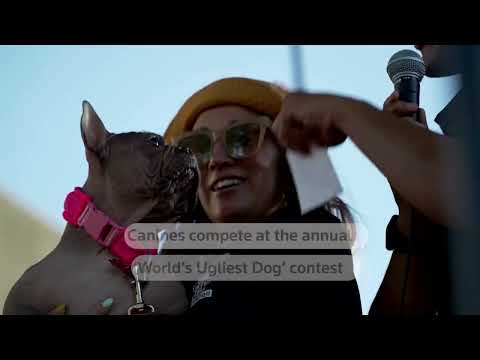 world’s-ugliest-dog’-contest-in-california-draws-crowds-|-reuters
