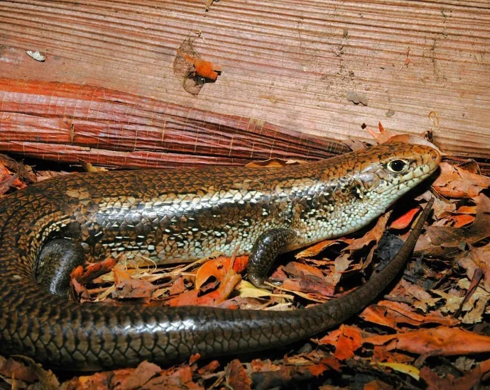 scientists-found-the-gene-that-makes-aussie-skinks-immune-to-deadly-snake-venom