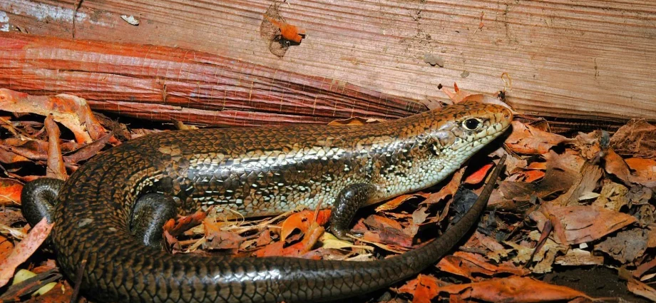 scientists-found-the-gene-that-makes-aussie-skinks-immune-to-deadly-snake-venom