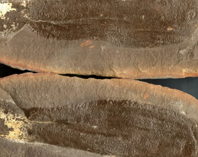 scientists-just-uncovered-three-ancient-worlds-frozen-beneath-illinois-for-300-million-years