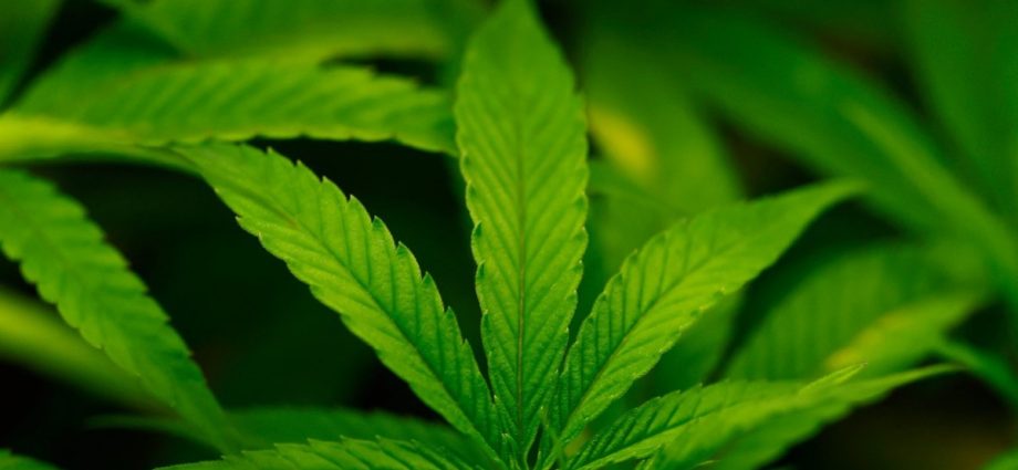 the-traitor-says-he-may-reclassify-cannabis-as-less-dangerous-drug