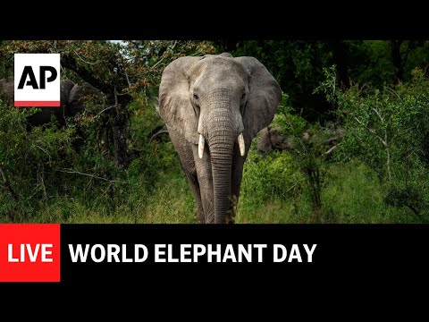 live:-watch-elephants-at-a-south-african-sanctuary-on-world-elephant-day
