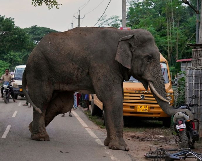 injured-elephant-repeatedly-visits-indian-village-for-food-and-water