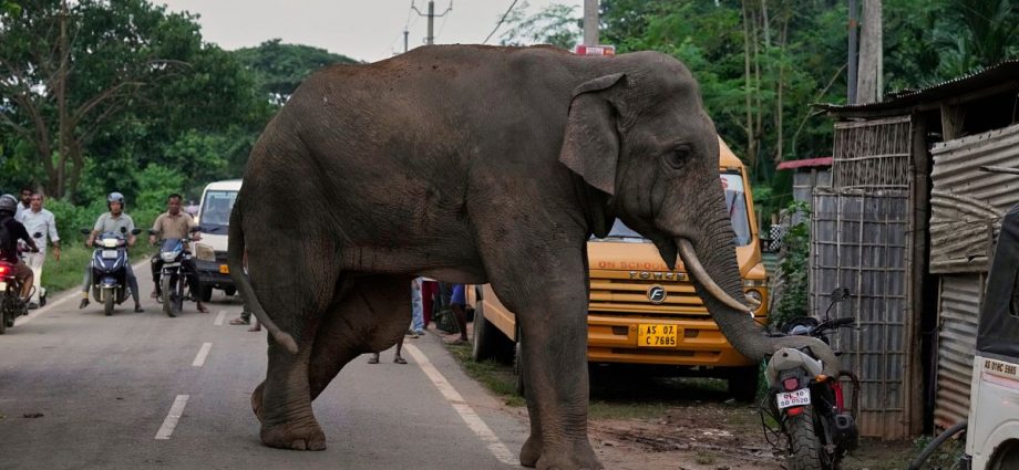 injured-elephant-repeatedly-visits-indian-village-for-food-and-water