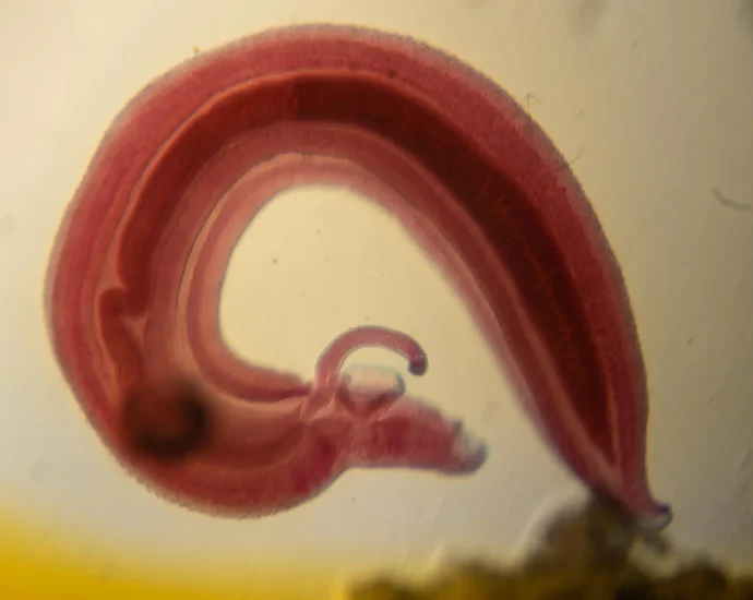the-parasite-that-turns-off-your-body’s-pain-alarm-and-sneaks-in