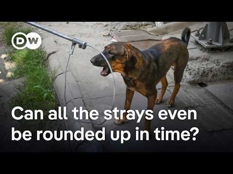 thousands-of-stray-dogs-to-be-sterilized-and-relocation-within-weeks-in-delhi-|-dw-news
