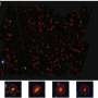 Early galaxies—or something else? Webb uncovers 300 unusually bright objects