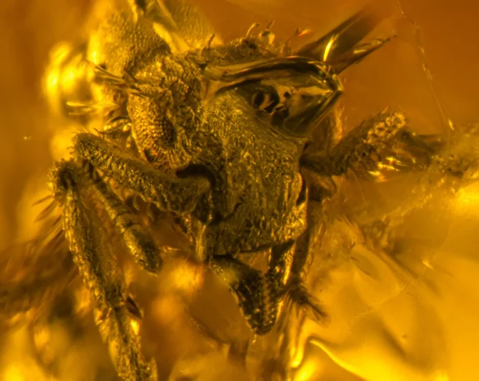 a-16-million-year-old-amber-fossil-just-revealed-the-smallest-predator-ant-ever-found