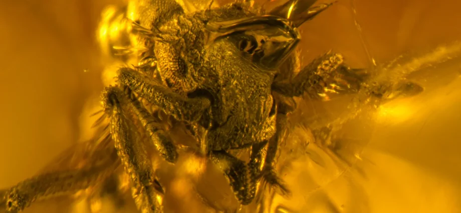 a-16-million-year-old-amber-fossil-just-revealed-the-smallest-predator-ant-ever-found