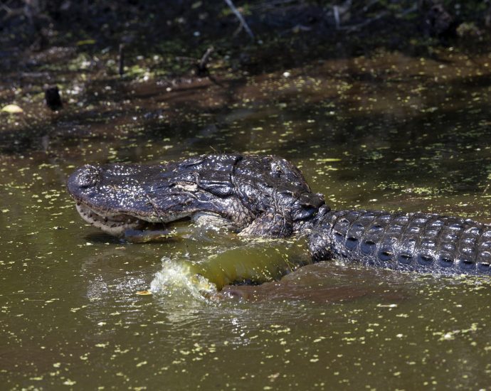 Alligator Goes for a Swim