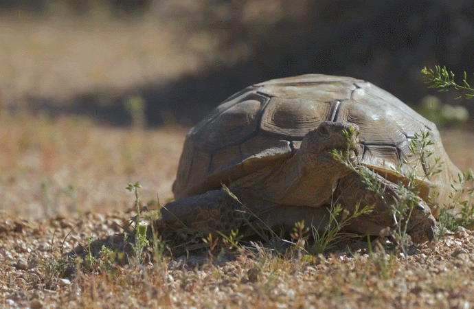 this-iconic-tortoise-is-dying-out.-it-could-affect-the-whole-ecosystem