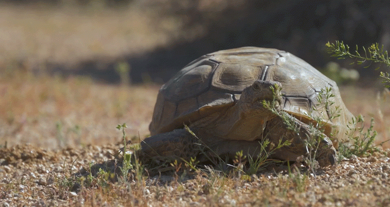 this-iconic-tortoise-is-dying-out.-it-could-affect-the-whole-ecosystem