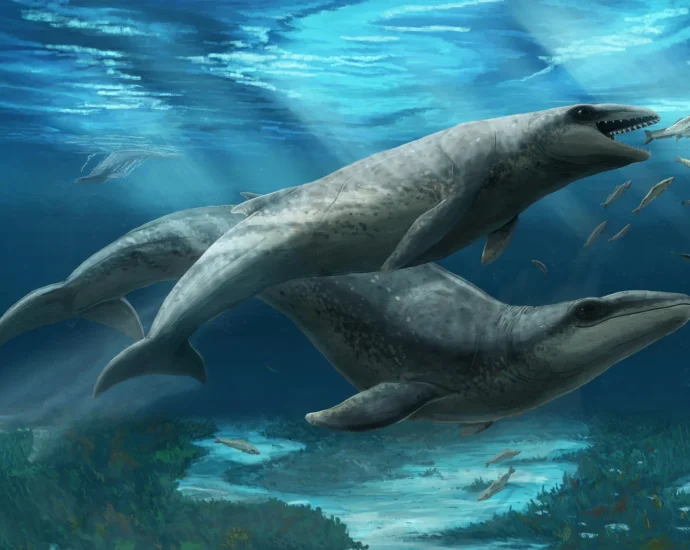 tiny-ancient-whale-with-a-killer-bite-found-in-australia