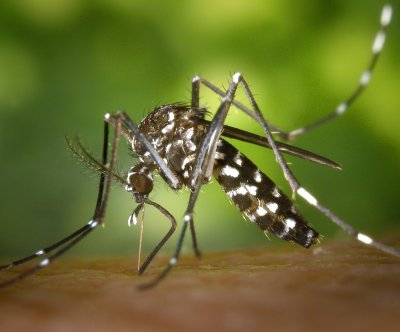 travel-related-chikungunya-cases-in-england-climb-nearly-three-fold