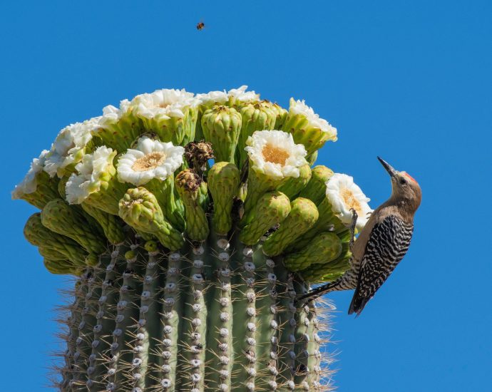 counting-flowers-to-read-the-saguaro’s-future