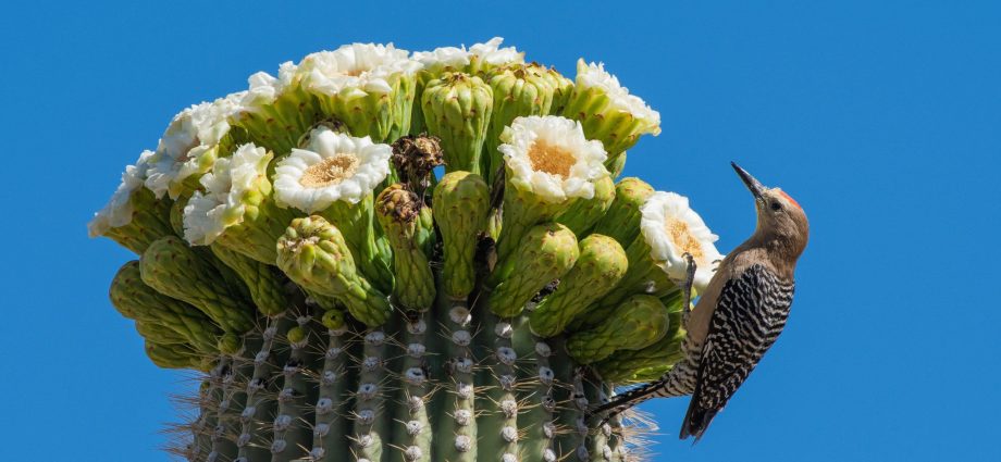 counting-flowers-to-read-the-saguaro’s-future
