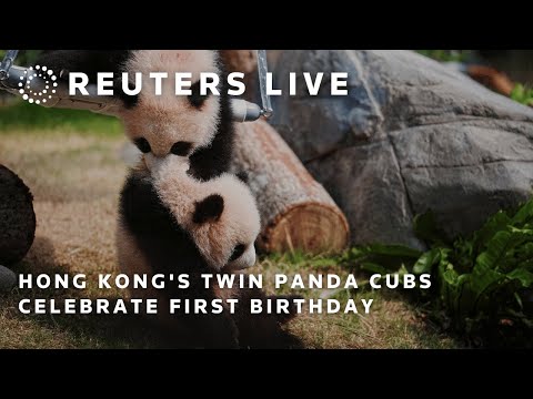 live:-hong-kong’s-twin-panda-cubs-celebrate-first-birthday-|-reuters