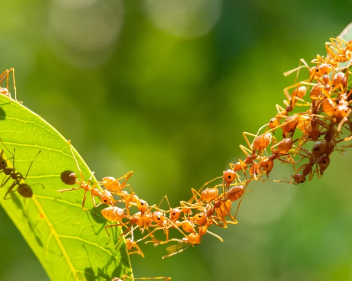 the-surprising-ant-strategy-that-could-transform-robotics