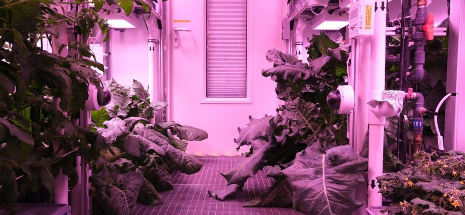 Was in cooked in space? A space food-themed quiz!
