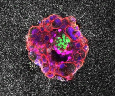 watch:-‘astonishing’-video-shows-human-embryo-implanting-in-real-time
