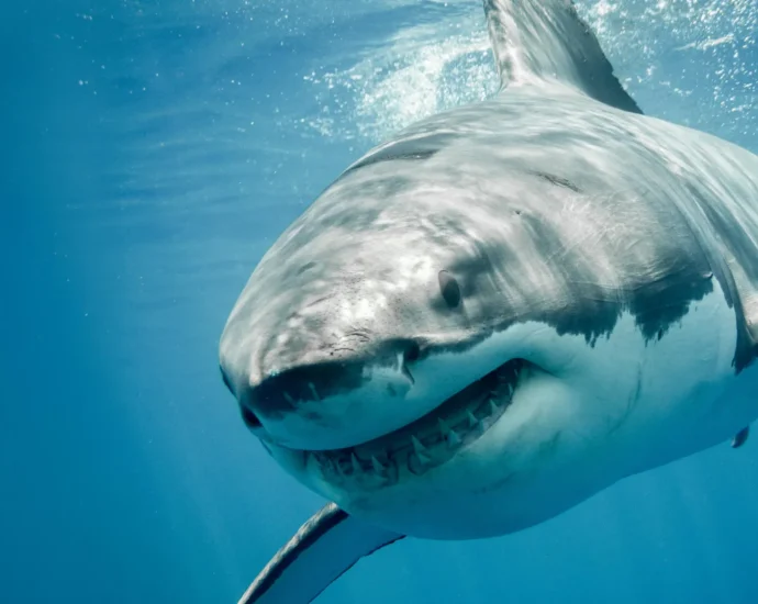 great-white-sharks-have-a-dna-mystery-science-still-can’t-explain
