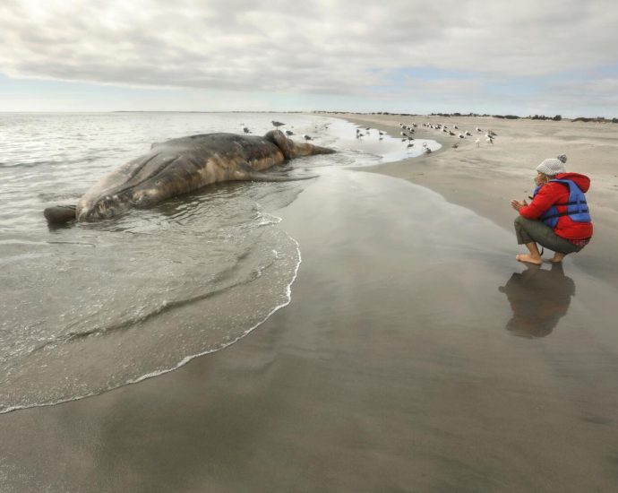 contributor:-it’s-time-to-save-the-whales-again