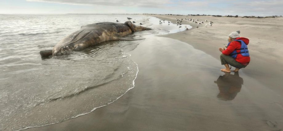 contributor:-it’s-time-to-save-the-whales-again