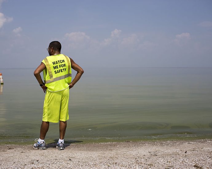 toxic-algae-season-is-back-—-and-the-traitor-has-cut-safeguards