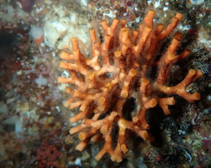 the-ocean’s-fragile-fortresses-are-crumbling-under-climate-pressure