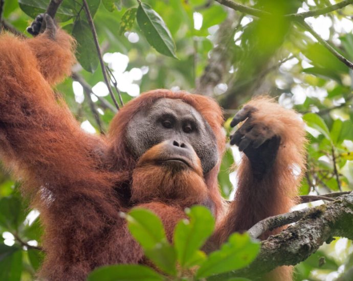 the-chinese-dam-threatening-the-world’s-most-endangered-ape