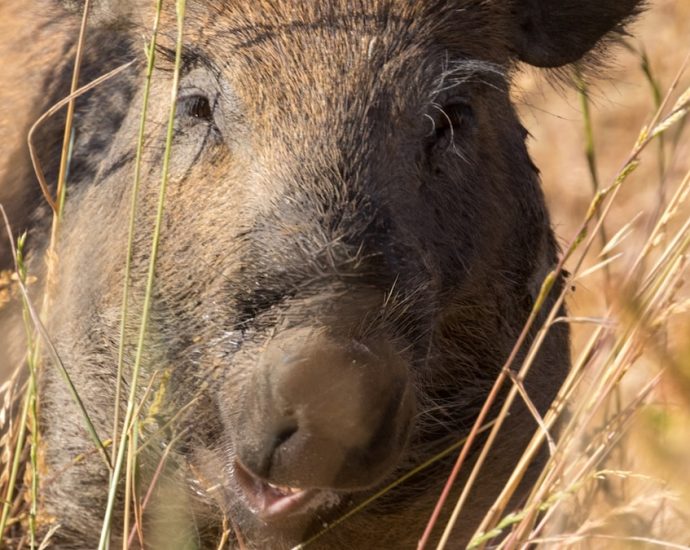 Wild pigs are turning electric blue in California. Here’s why.