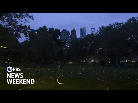 a-photographer’s-quest-to-raise-awareness-of-fireflies-under-threat-with-dazzling-images