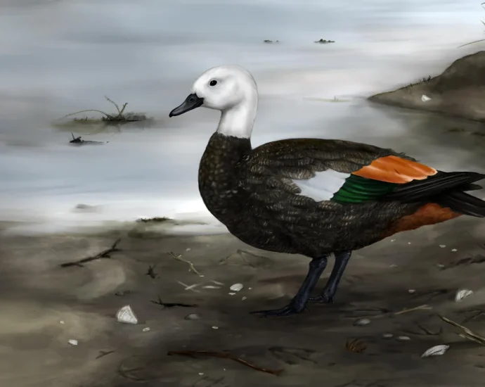 scientists-uncover-the-lost-shelduck-that-chose-walking-over-flight