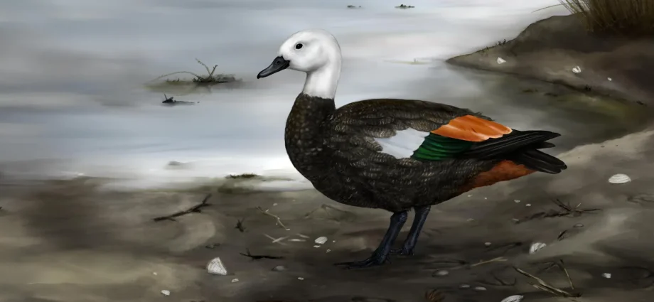 scientists-uncover-the-lost-shelduck-that-chose-walking-over-flight