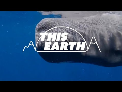 researchers-tout-‘tap-and-go’-whale-tagging-drone-as-a-gentler-approach-|-reuters