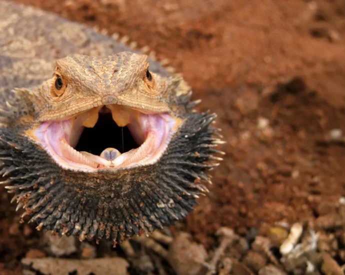 scientists-unlock-the-gene-that-lets-bearded-dragons-switch-sex